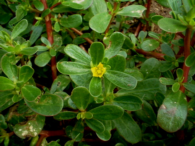 Portulaca oleracea - erba porcellana